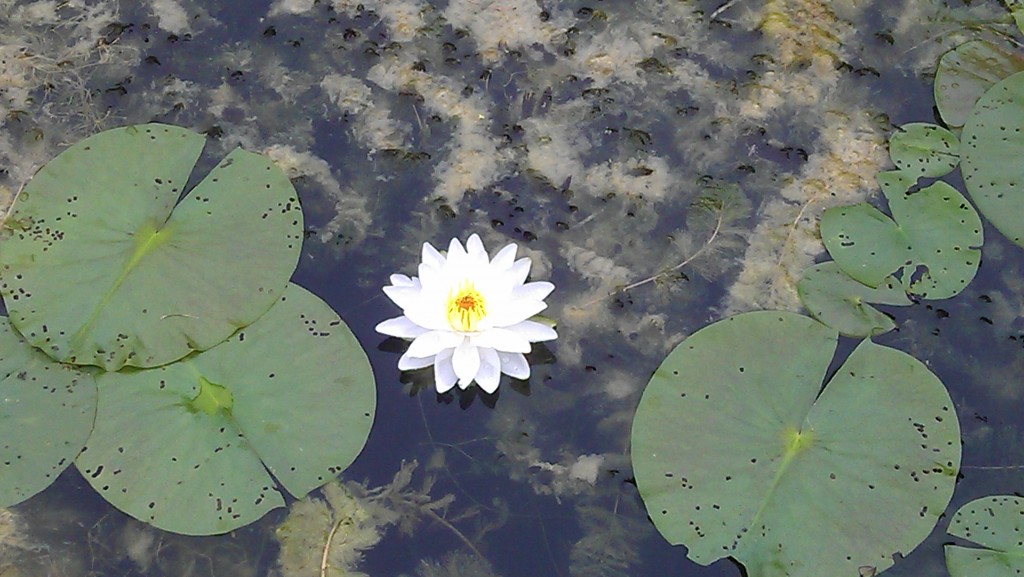 Lily1