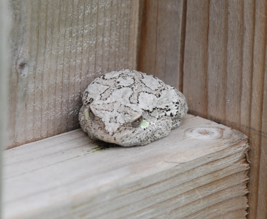 Tree Frog