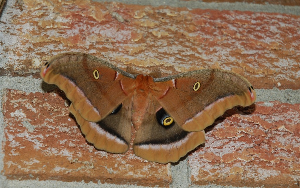 Polyphemus Moth