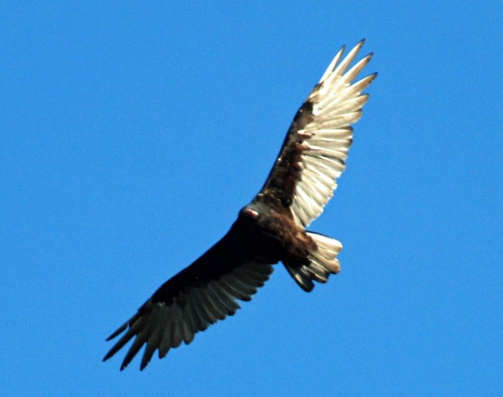 Turkey Vulture