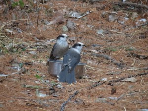 Gray Jays by Howard Robinson