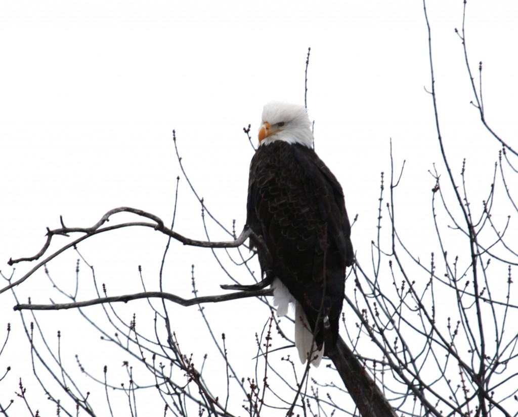 Bald_Eagle (2)