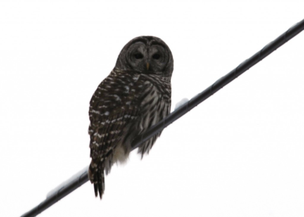 Barred Owl (2)