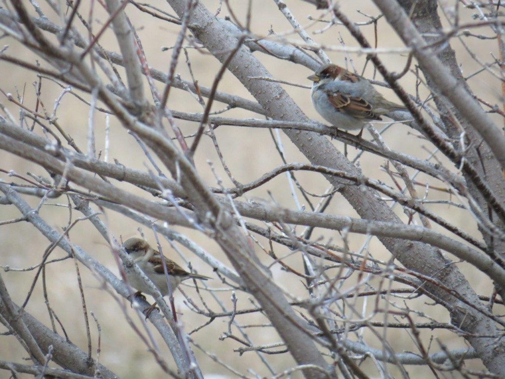 House Sparrows Howard Robinson