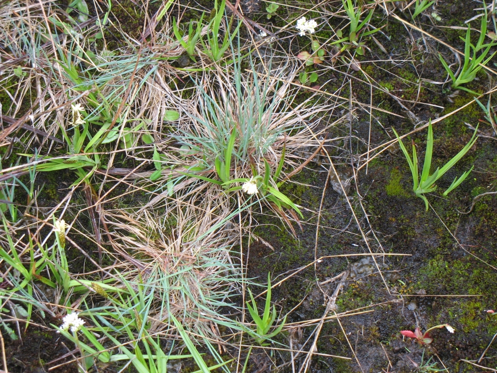 A 'barren' landscape, but lush with spring growth: photo May 2009, Burnt Lands Alvar tour.