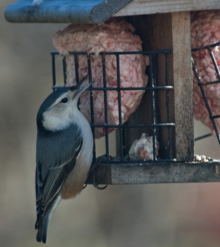 Nuthatch (2)