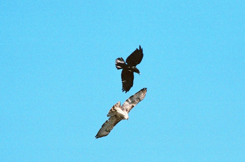 Raven&Hawk