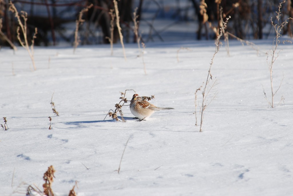 Tree Sparrow