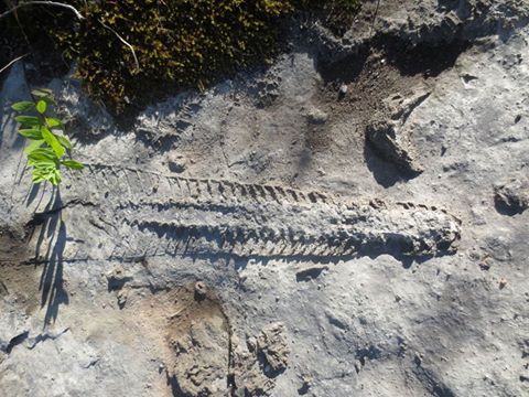 fossil