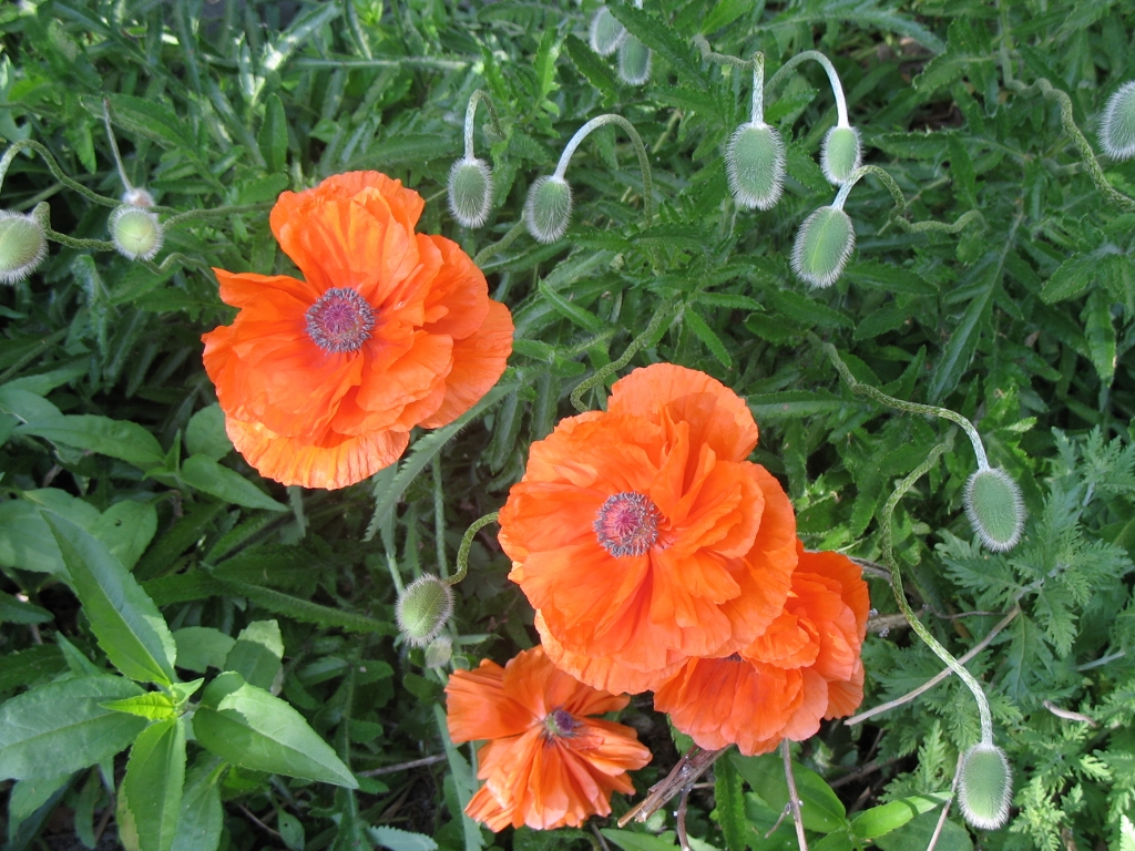 Poppies photo Donaldson