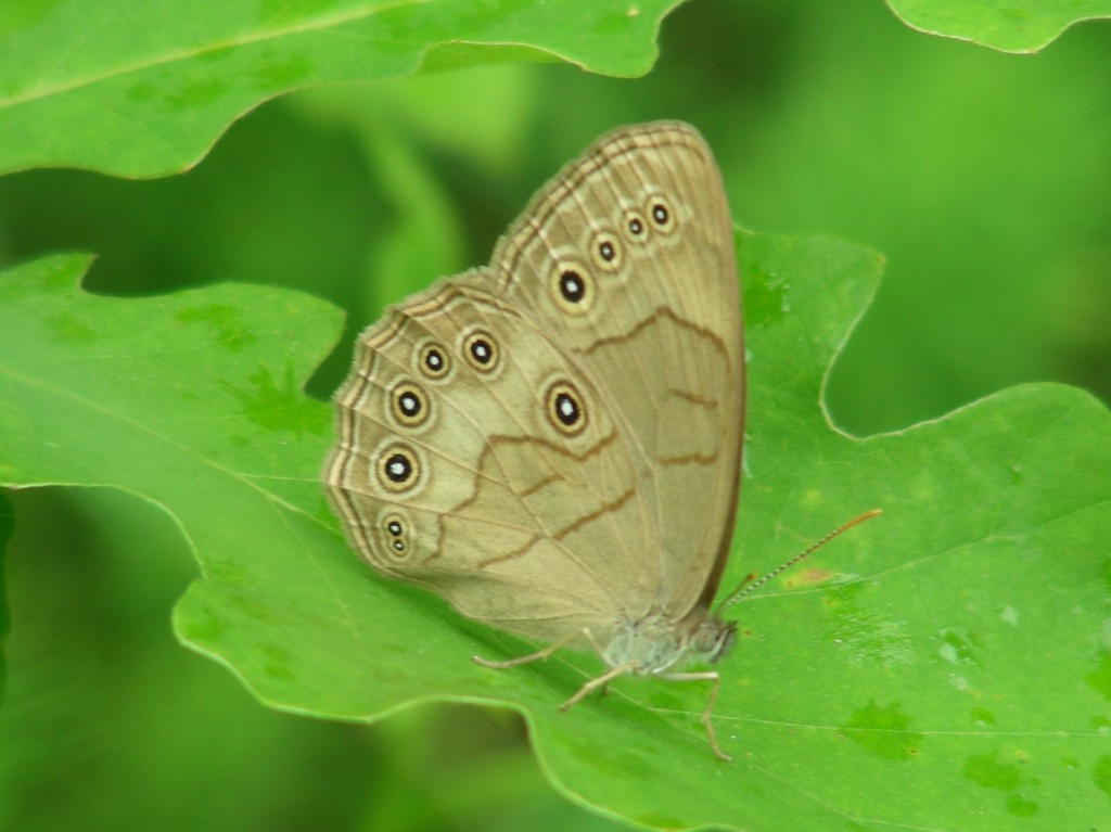 Appalachian Brown photo 1