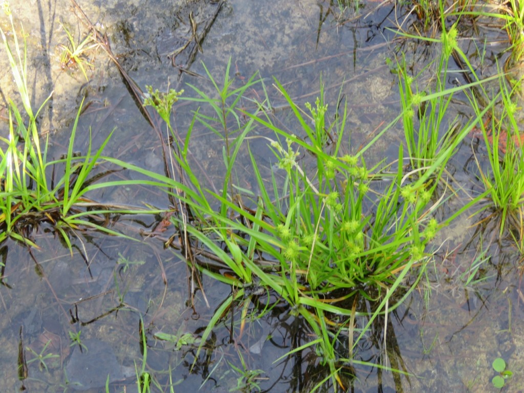 Carson Walk sedge