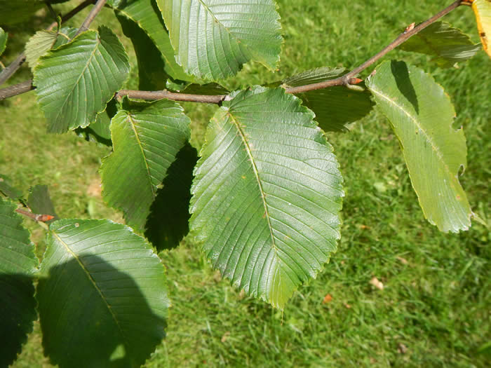 rock elm