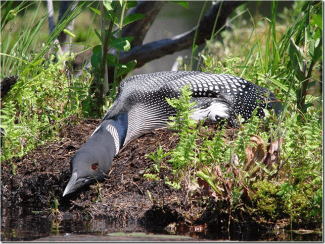 Loon by Gloria Opzoomer