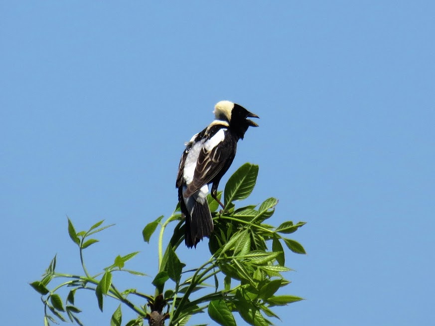 Bobolink, Westport Road. photo Howard Robinson