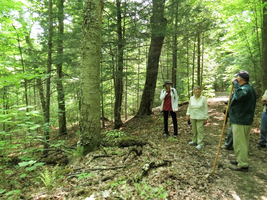 Admiring a yellow birch. Photo Howard Robinson