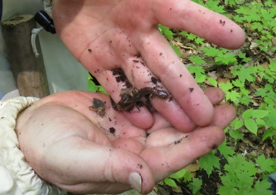 Eastern red-backed salamander. photo Howard Robinsion