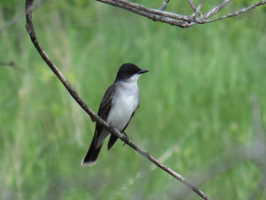 Eastern Kingbird, Porter Road. photo Howard Robinson