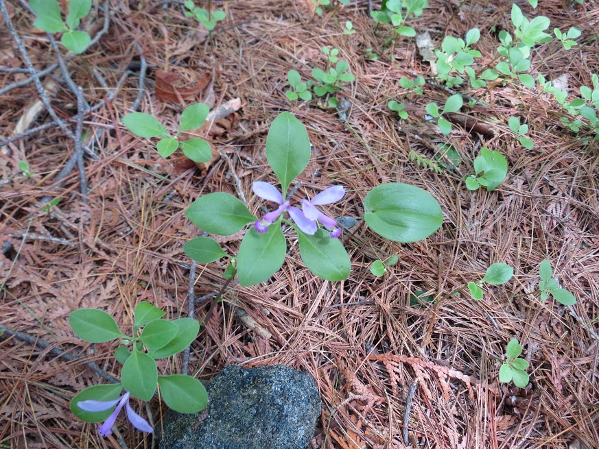 Fringed Polygala. photo Howard Robinson