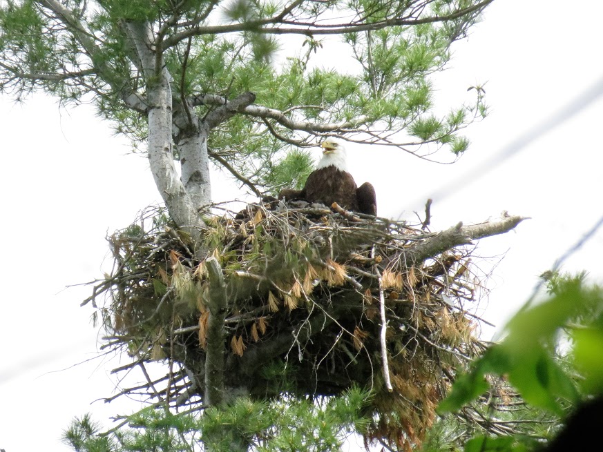 Nesting Bald Eagle. photo Howard Robinson