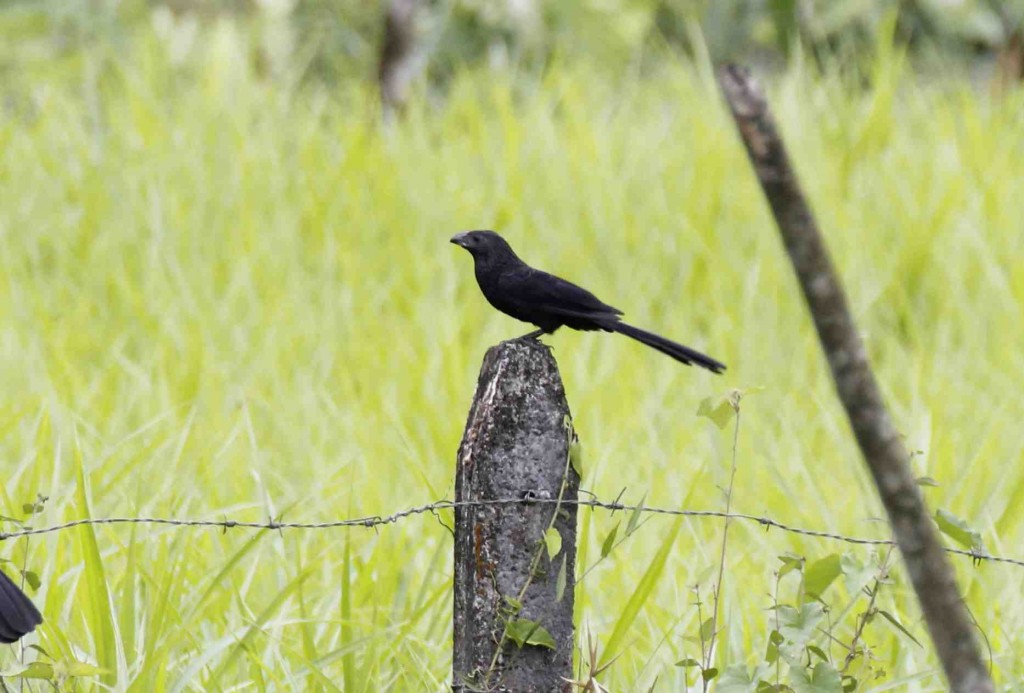 Groove-billed Ani