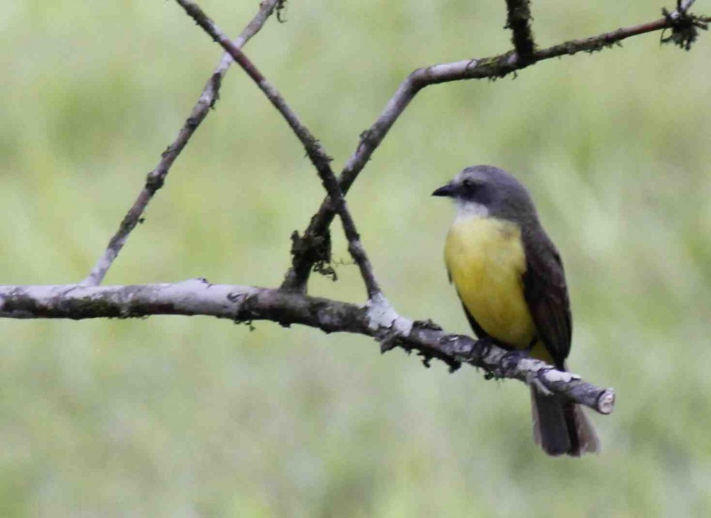 Grey Capped Flycatcher