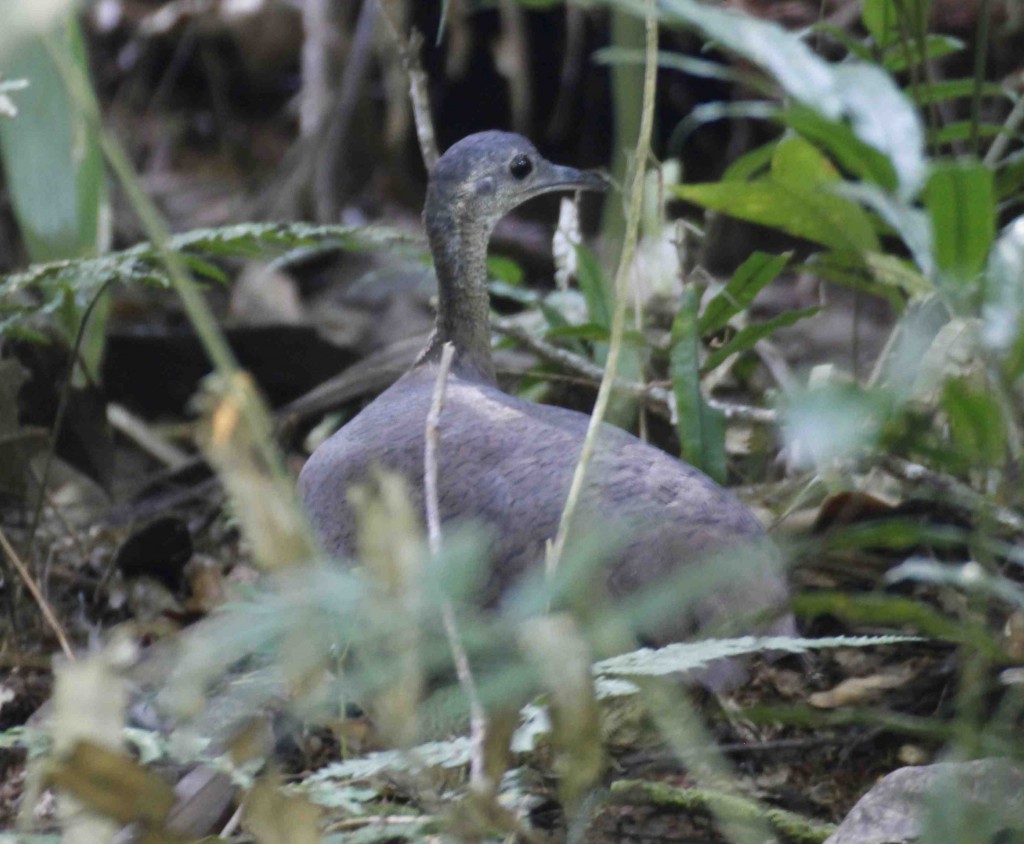 Great Tinamou