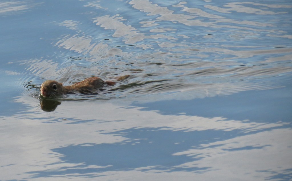 IMG_0007A Squirrel swim