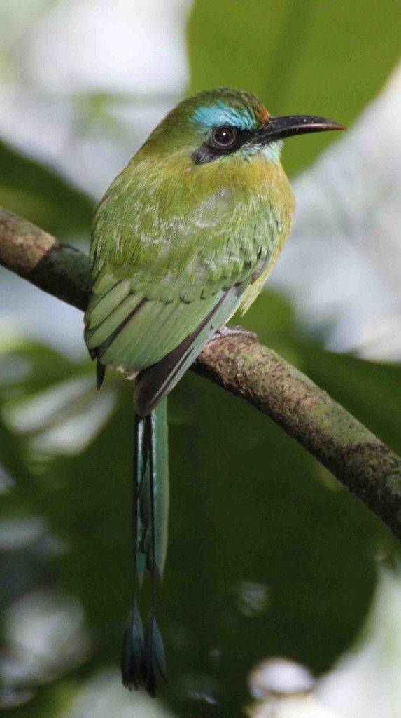 Keel-billed Motmot