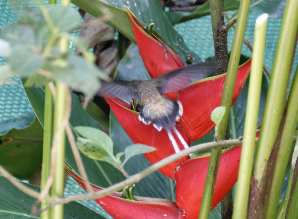Long-billed Hermit