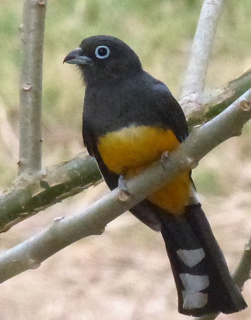 Black Headed Trogon