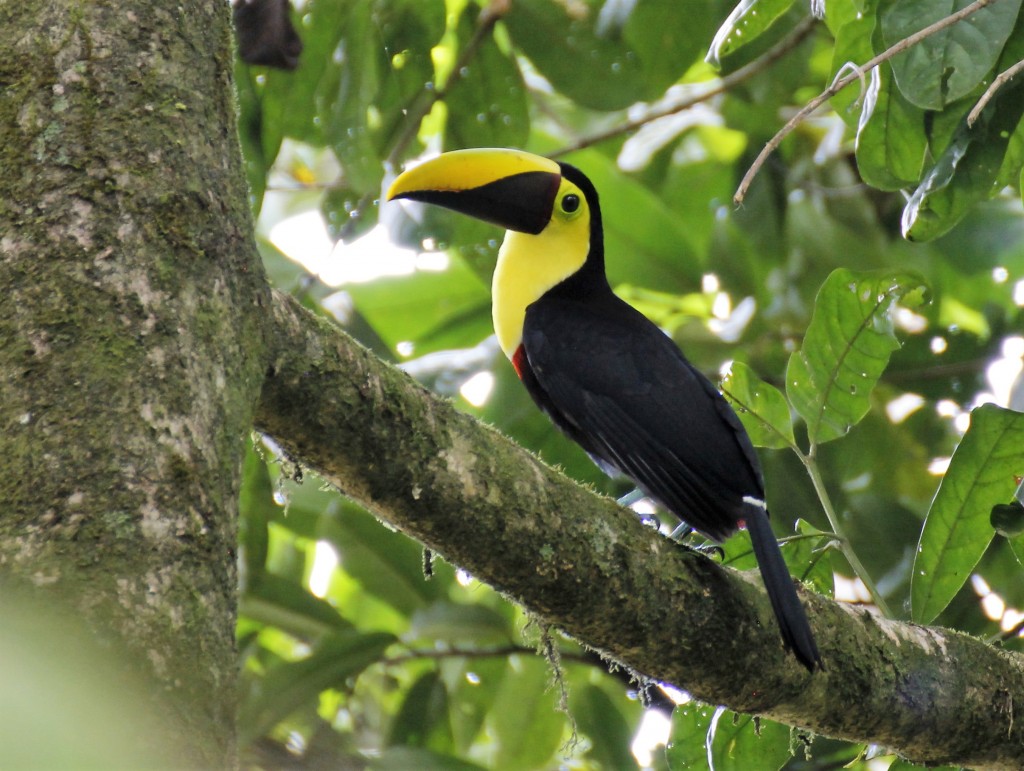 Chestnut mandibled toucan