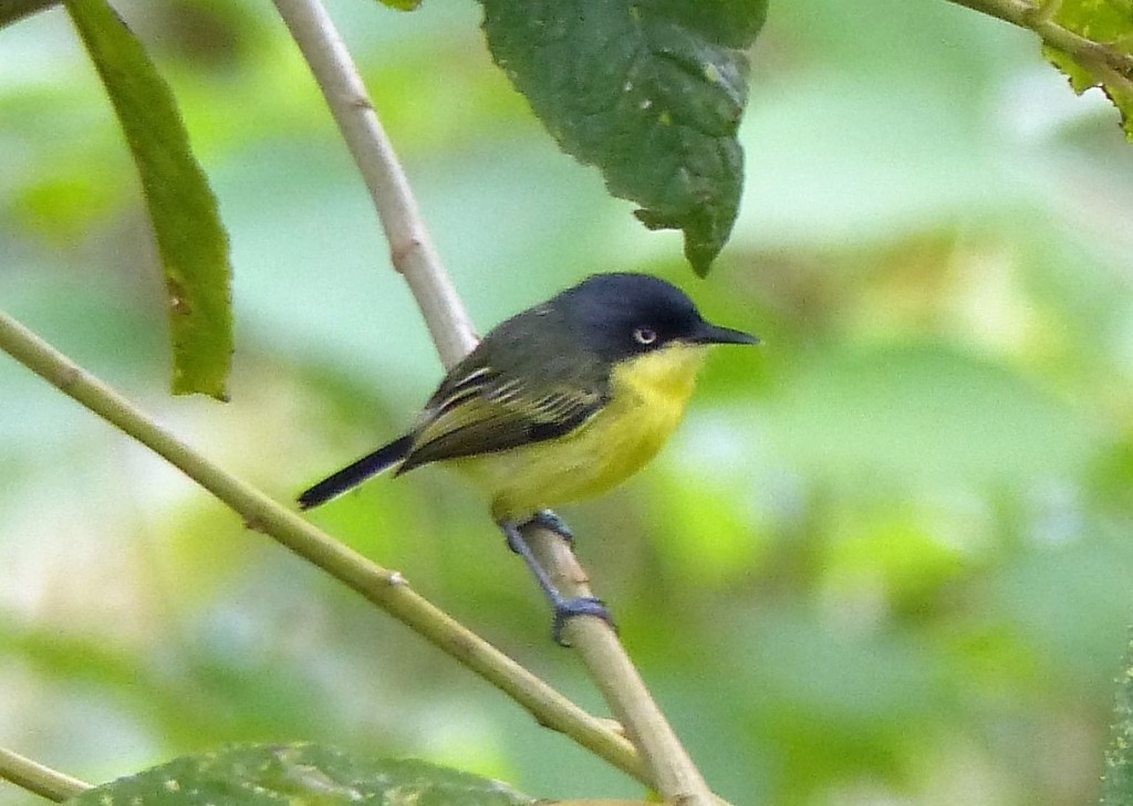 Common Tody Flycatcher