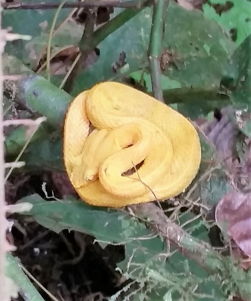 Eyelash Viper