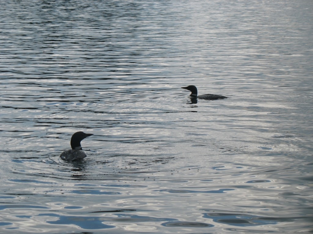 loons-2009-donaldson