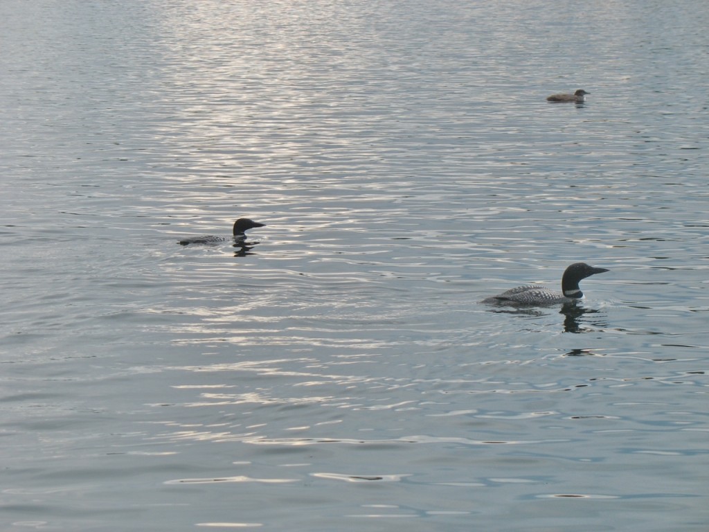 Mated pair and chick. photo P. Donaldson