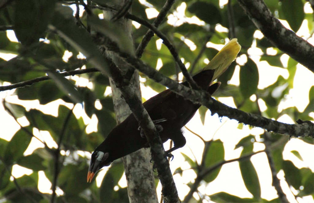 Montezuma Oropendula