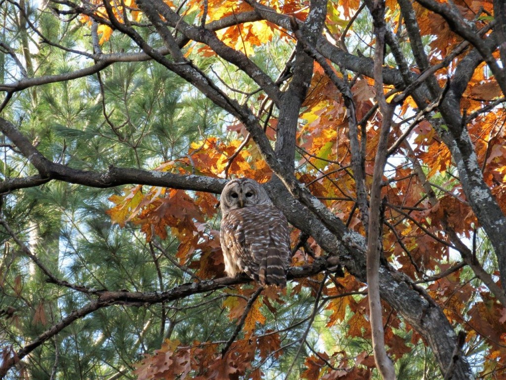 Barred Owl. photos Howard Robinson