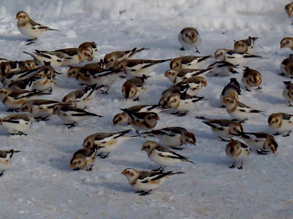 snow-buntings-lanark-jan-2017