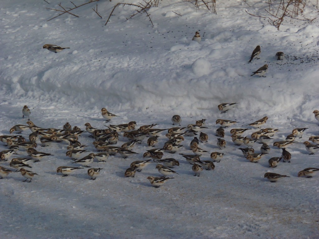 Snow Buntings, Lanark, Jan 6, 2017. photo Lise Balthazar