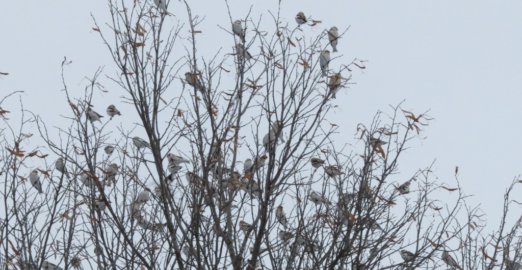 Snow Buntings, Lanark. photo Lise Balthazar