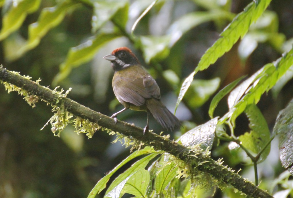 Sooty Faced Finch