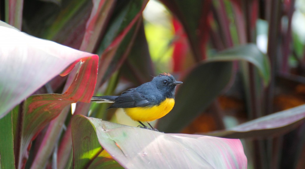 SlateThroatedRedstart