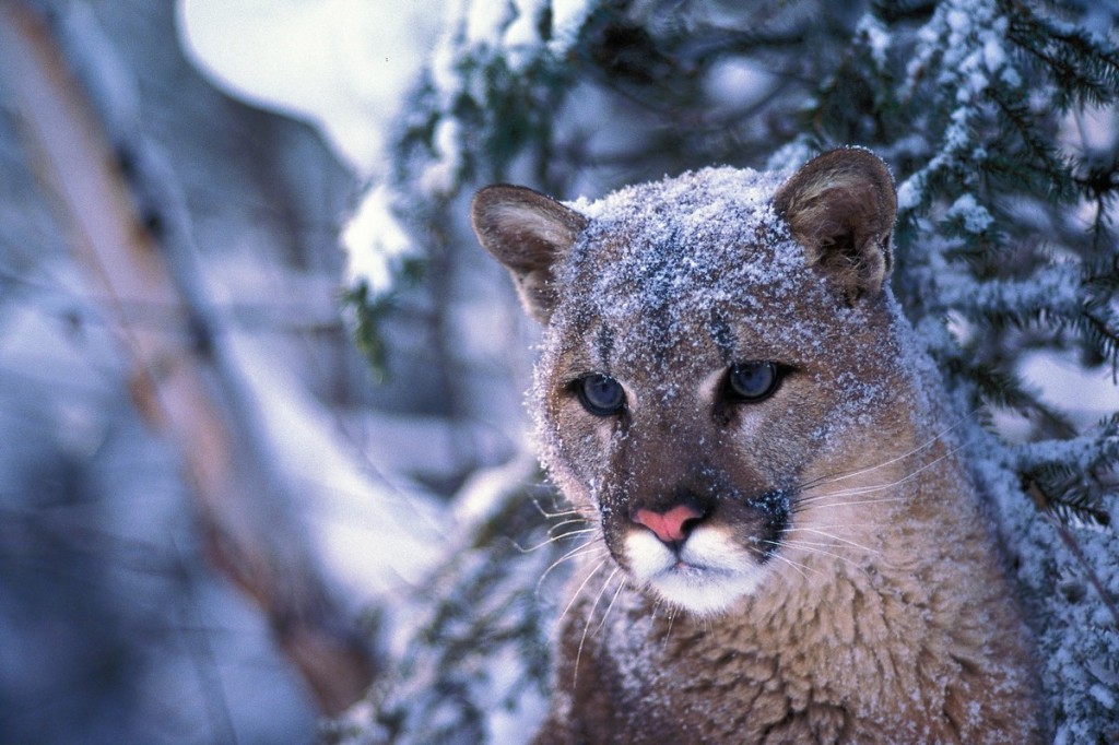 Cougar. photo from LCSC publicity