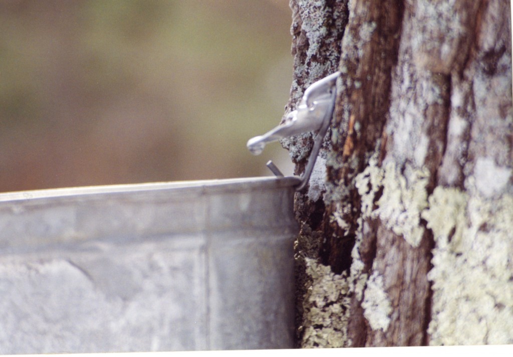 Maple syrup