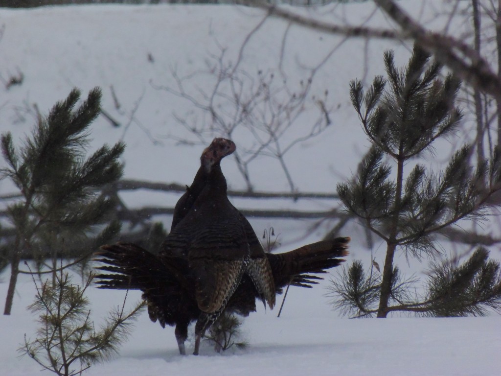 Wild Turkeys. photo Lise Balthazar
