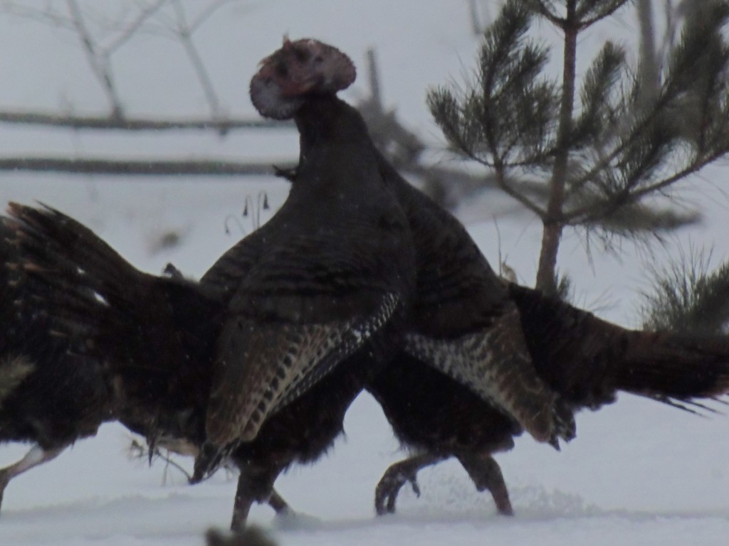Wild Turkeys 2. photo Lise Balthazar