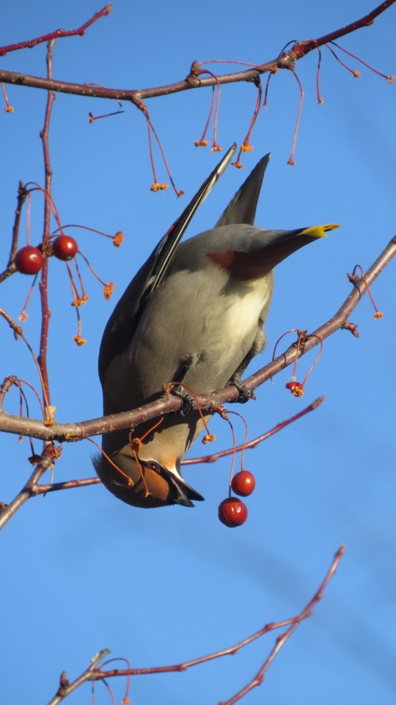 BOHEMIAN WAXWING MARCH 19 2017 (10) (719x1280)