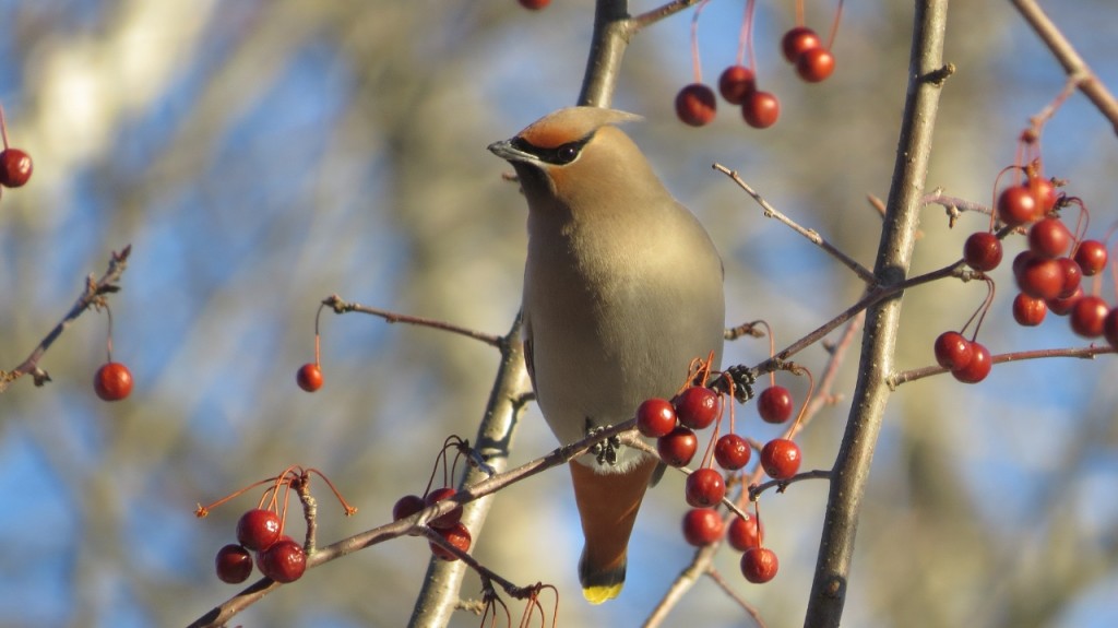 BOHEMIAN WAXWING MARCH 19 2017 (1280x719)