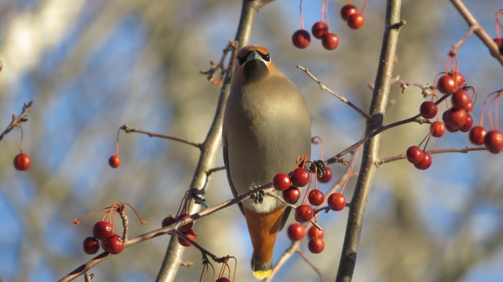 BOHEMIAN WAXWING MARCH 19 2017 (2) (1280x719)